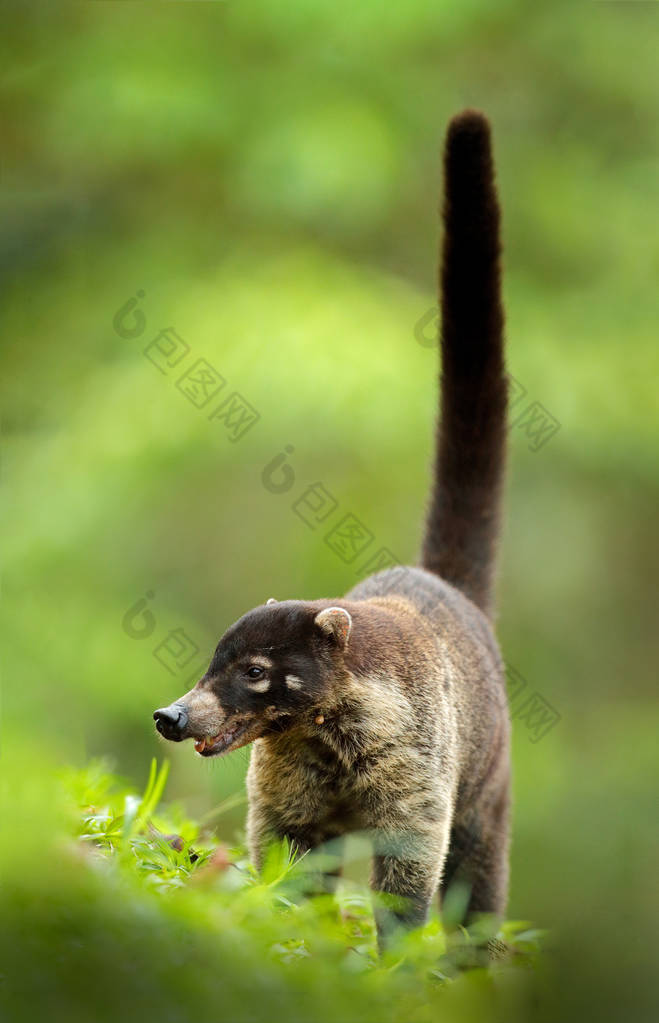 白鼻子Coati，Nasua narica，绿草栖息地国家公园Manuel Antonio，哥斯达黎加。森林里的动物大自然中的哺乳动物，来自哥斯达黎加热带地区的动物。很长的尾巴.