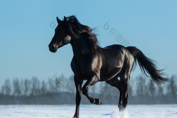 纯孕育西班牙黑色<strong>种马</strong>小跑雪的草地上