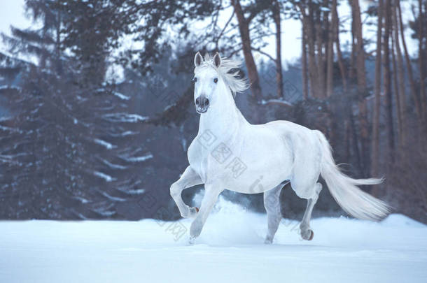 白<strong>马</strong>在积雪的森林背景上运行