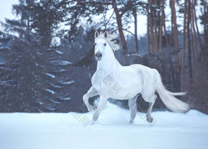 白马在积雪的森林背景上运行