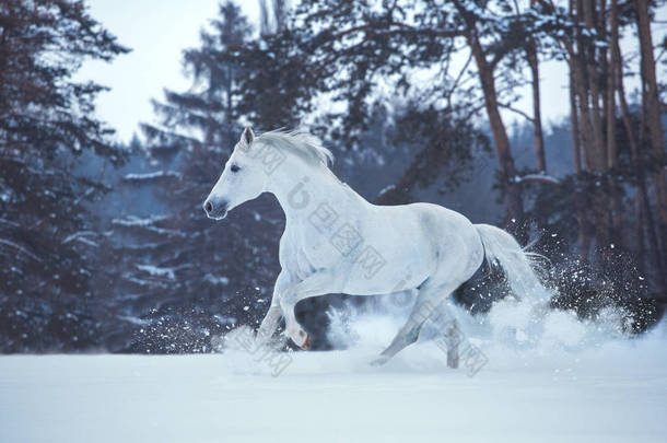 白马在积雪的森林背景上运行