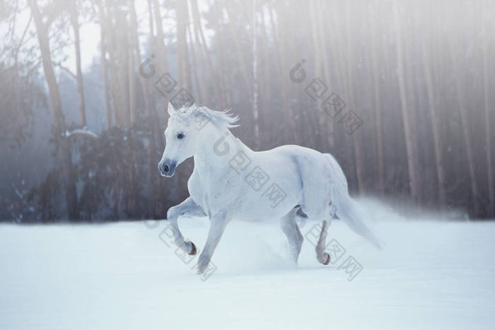 白马在积雪的森林背景上运行