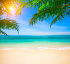 热带海滩与椰子棕榈的惊人的拍摄