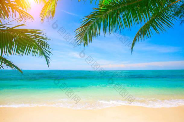 热带海滩<strong>与</strong>椰子棕榈的惊人的拍摄