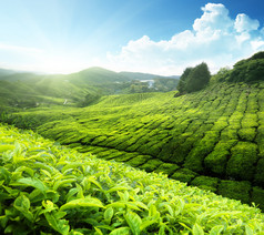 茶园金马伦高原，马来西亚