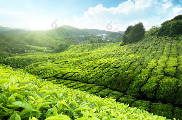 茶园金马伦高原，马来西亚