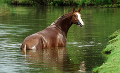 在河里匹棕色的马