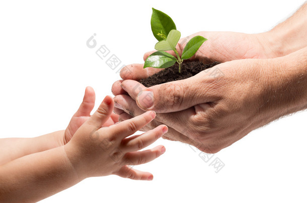 手中有孩子要从手中的男人-白色背景的<strong>植物</strong>