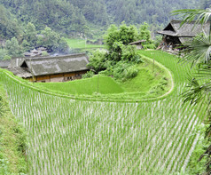 水稻梯田村