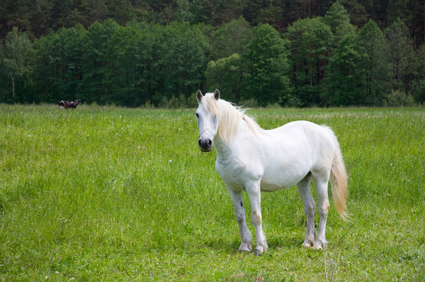 草地上的白马
