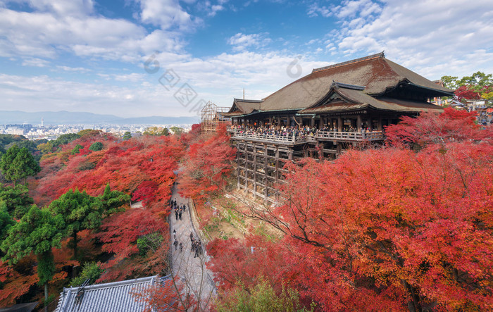 落红的叶，在日本京都的清水寺