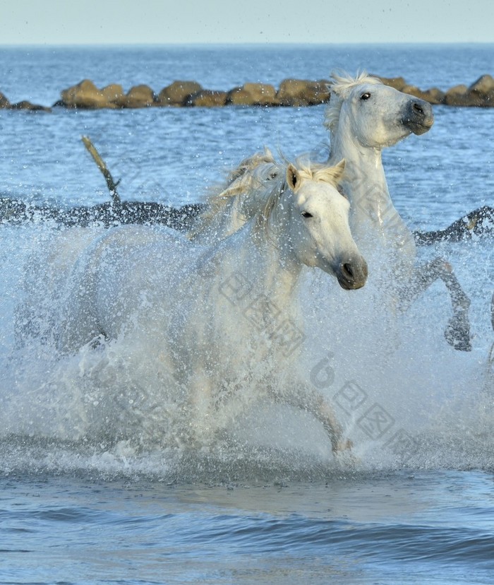 White Camargue Horses running on the blue water in sunset light.