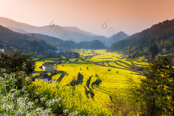 油菜花和中国古代建筑在婺源，中国