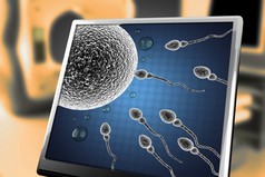精子和卵子细胞。显微图像在显示器