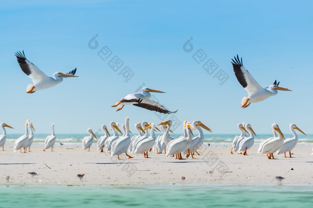 白鹈鹕起飞佛罗里达的海滩