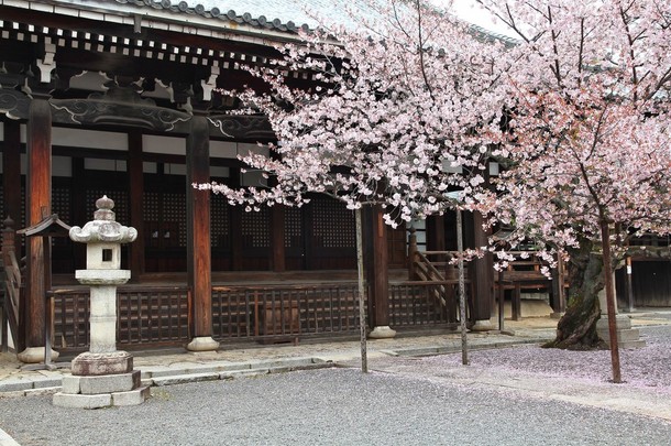 京都议定书樱桃树