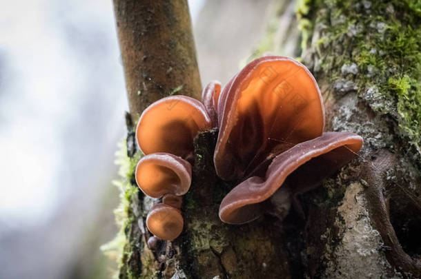 食用蘑菇称为木耳朵的特写镜头