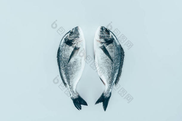 生鲜健康鱼的近距离观察灰色隔离  
