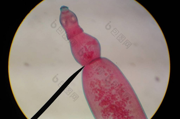 与成人的寄生虫关闭鸡蛋.