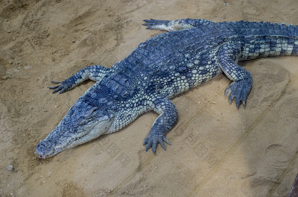  鳄鱼在沙滩上休息