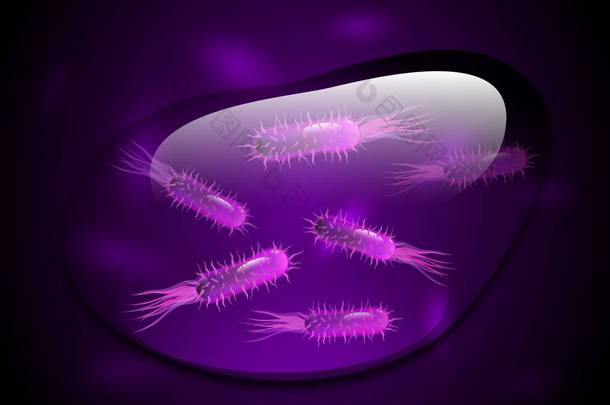 在水滴下紫色细菌