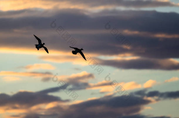 在落日的天空中飞行的剪影的鸭子 