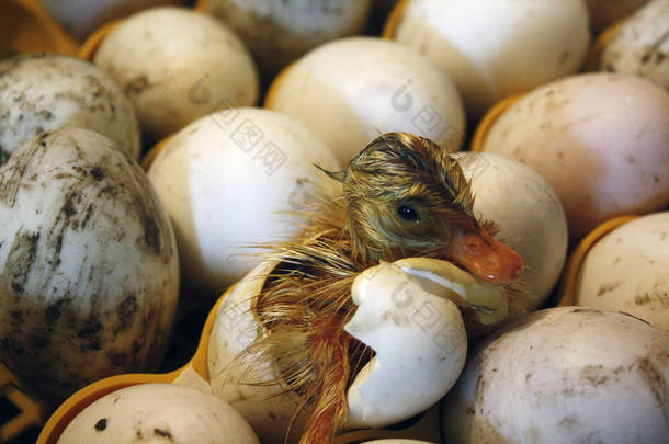 在孵化场、孵化器里, 小鸭从鸡蛋里出来.