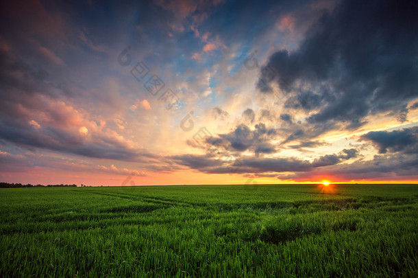 <strong>绿油油</strong>的麦田中，夕阳射