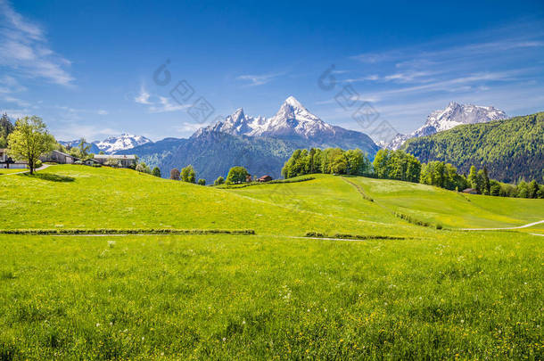 在阿尔卑斯山以鲜绿色的草地和白雪皑皑的山峰的<strong>田园</strong>景观