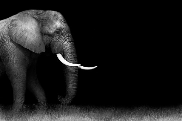 黑白相间的非洲象