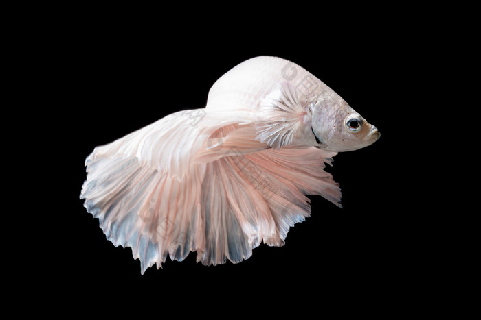 斗鱼或暹罗斗鱼在黑色背景上孤立的运动中的