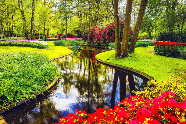 盛开的花园的欧洲，库肯霍夫公园。荷兰.