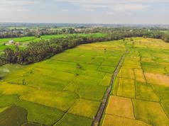 在水季节和灌溉从无人机，水稻水稻的顶视图美丽的梯田图像