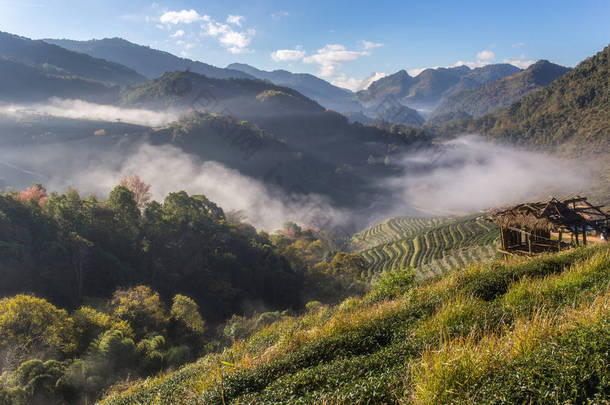 <strong>茶园</strong>美丽景观在 Doi 在进山，清迈，泰国著名的旅游胜地