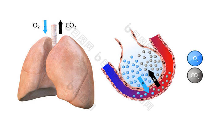肺的解剖肺泡肺的气体转移血液的氧化呼吸系