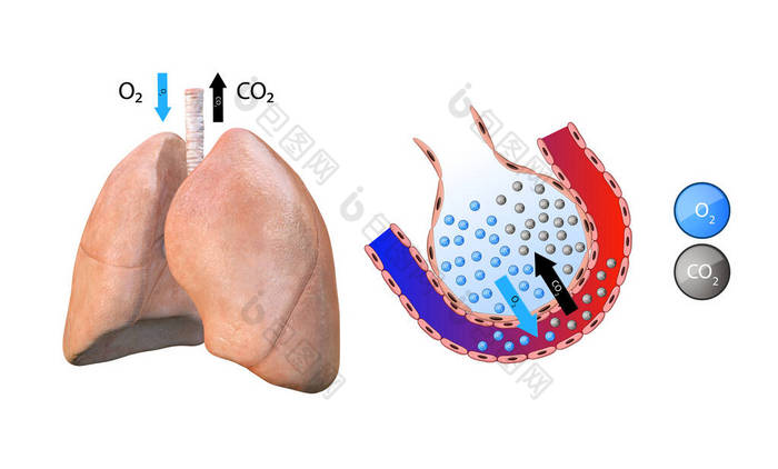 肺的解剖，肺泡，肺的气体转移，血液的氧化，呼吸系统，肺炎,