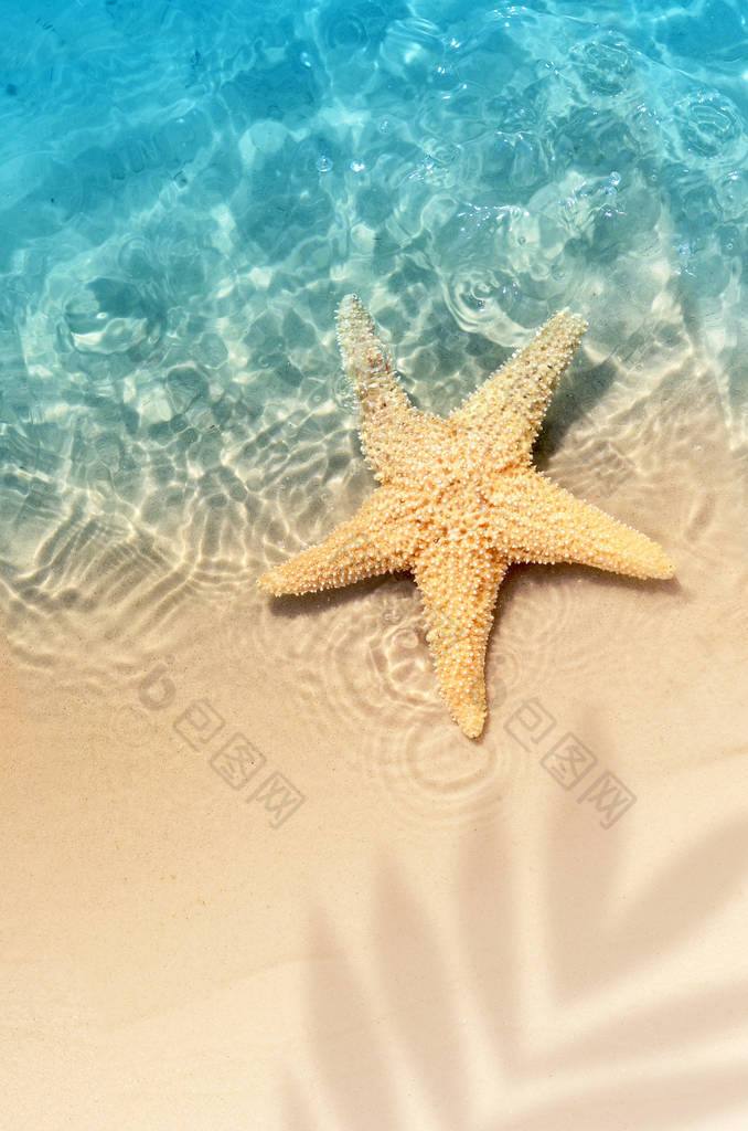 海星在夏天的海滩上海水。夏天的背景。夏季时间.