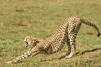 猎豹在肯尼亚的马赛马拉图片