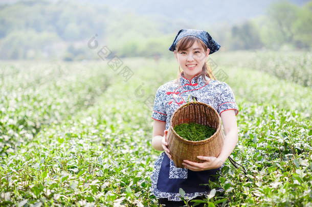 亚洲种植园采茶的漂亮女孩