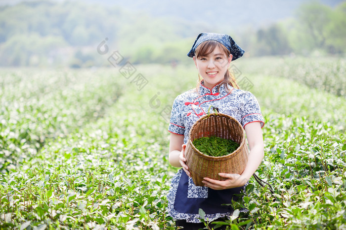 亚洲种植园采茶的漂亮女孩