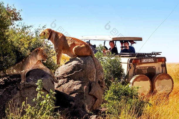 非洲、 坦桑尼亚塞伦盖蒂国家公园-2016 年 3 月︰ 吉普车游客拍摄狮子的骄傲.