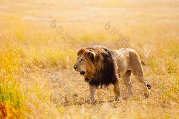 美丽的非洲狮在自然栖息地 