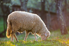 绿草的草地上吃草的羊