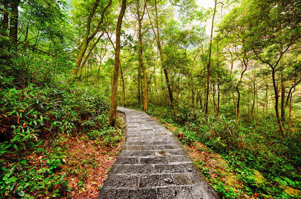 穿过绿色树林的风景石步道。夏季景观