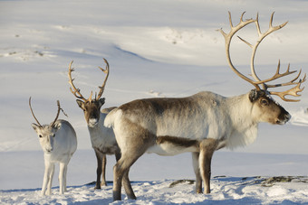 在挪威北部的特罗姆瑟地区，自然环境中的驯鹿.图片