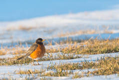 一个北美洲的罗宾站在草地上, 四周积雪, 在暴风雪过后寻找食物。北美洲罗宾是威斯康星州的州鸟