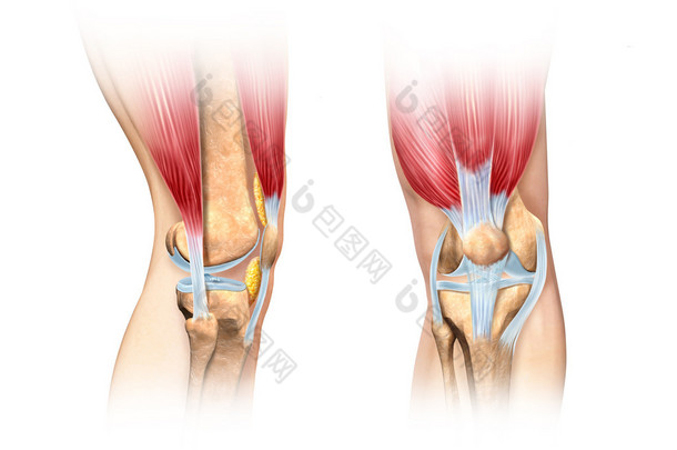 人体膝关节剖图。解剖图像.