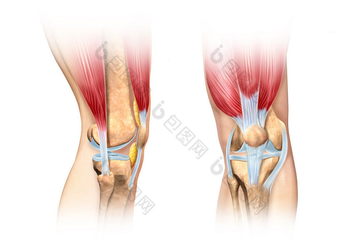 人体膝关节剖图。解剖图像.