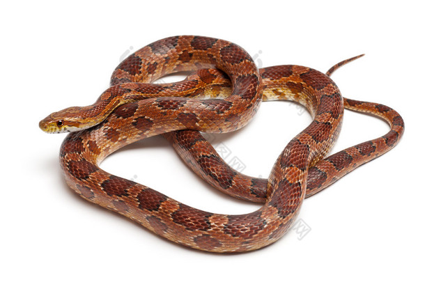 <strong>古典</strong>玉米蛇或<strong>红</strong>色老鼠蛇，pantherophis guttatus，在白色背景前