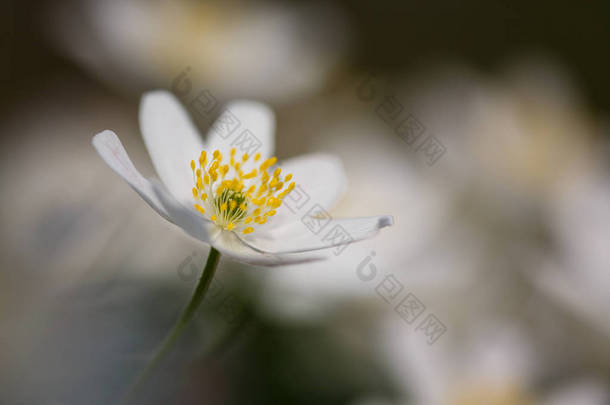 Anemone nemorosa flower 